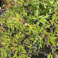Dormidera - Fresh Cuts - Poppy Herb