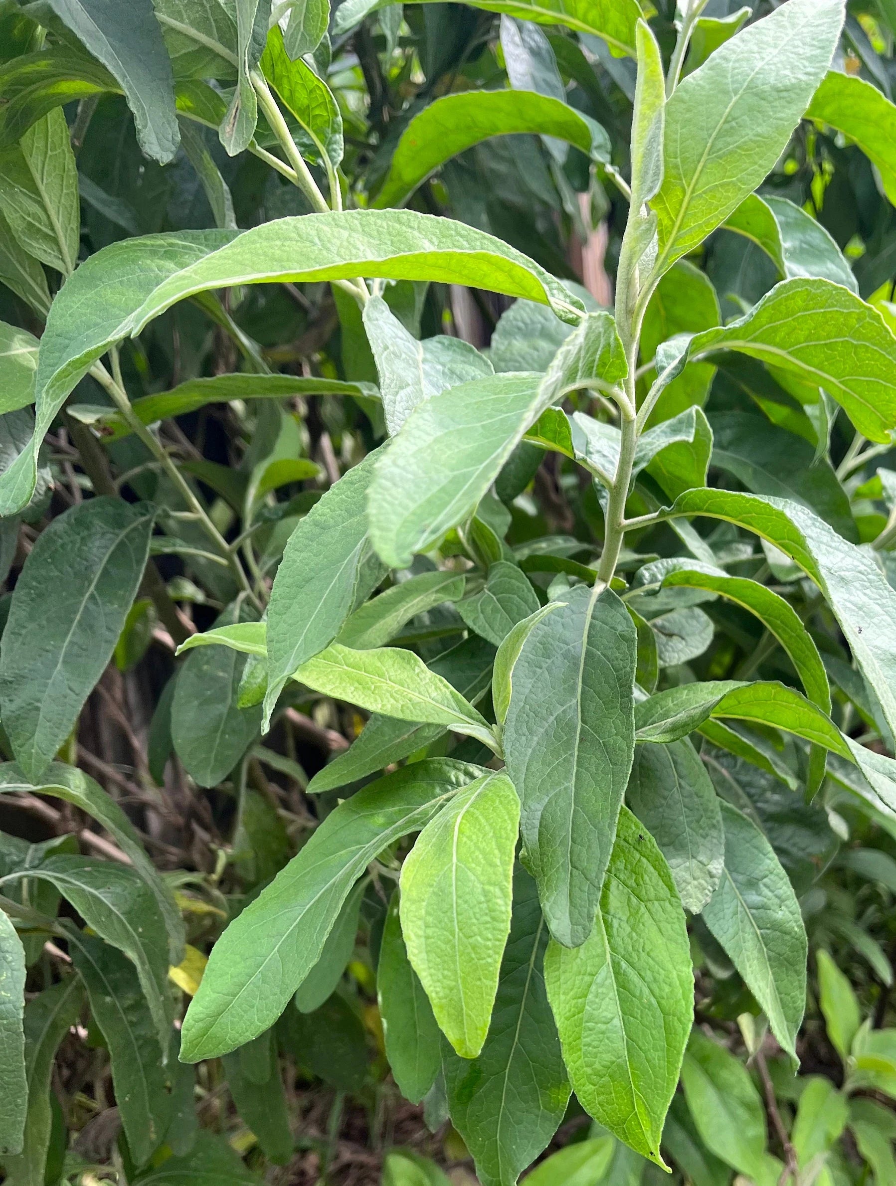 Salvia - Fresh Cuts - Sage