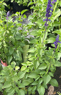 Salvia Morada- Fresh Cuts - Purple Sage