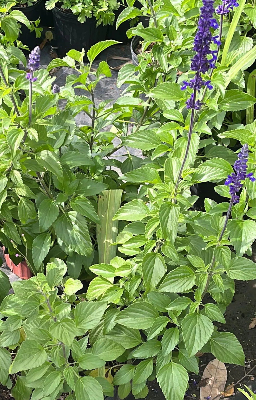Salvia Morada- Fresh Cuts - Purple Sage