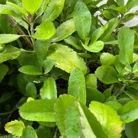 Siempre Viva - Fresh Cut - Leaf of Life
