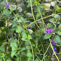 Verbena - Fresh Cuts - Vervain